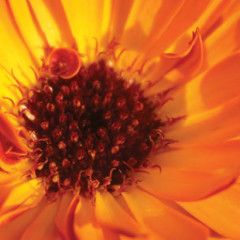 Flower For The Table