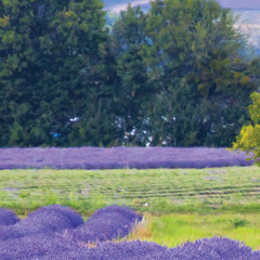 The Allure of Lavender