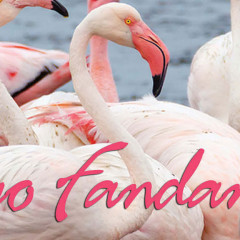 Flamingo Fandango