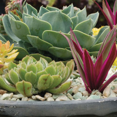 Succulents as Sculpture