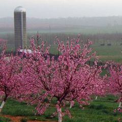 It’s a Berry Good Season At Orr’s